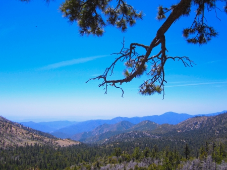 Top of a Mountain View of a Forest. - magnificent, relaxing, blue ski, natural