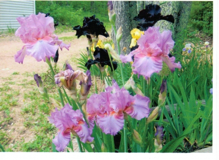 iris - flowers, nature, iris, garden