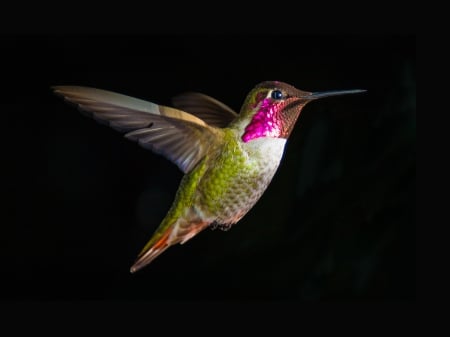 Hummingbird - nature, freeze, birds, frame