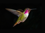 Hummingbird