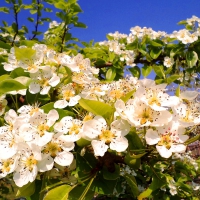 Apple-tree flowers