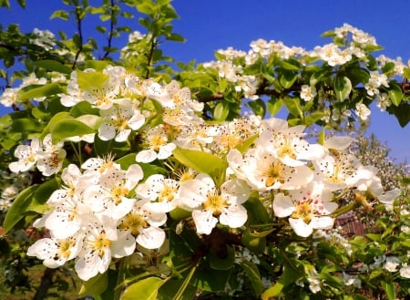 Apple-tree flowers - nature, flowers, trees, spring