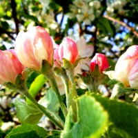 Apple-tree flowers