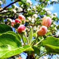 Apple-tree flowers