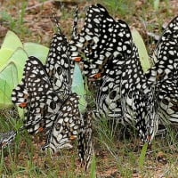 BUTTERFLIES MUD PUDDLING