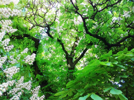 Green trees - trees, forest, nature, green