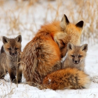 Foxy