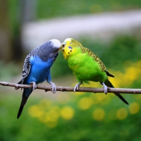 two birds kissing