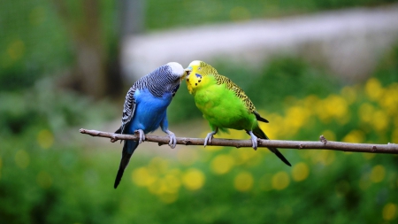 two birds kissing