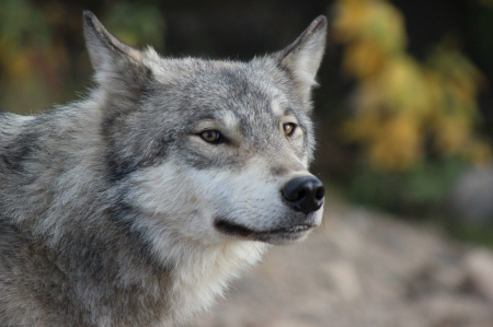 Grey Wolf Portrait - nature, wildlife, wolves, predator