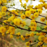 Yellow flowers