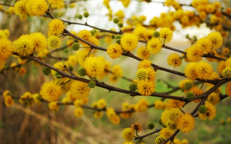 Yellow flowers - flowers, cute, yellow, balls