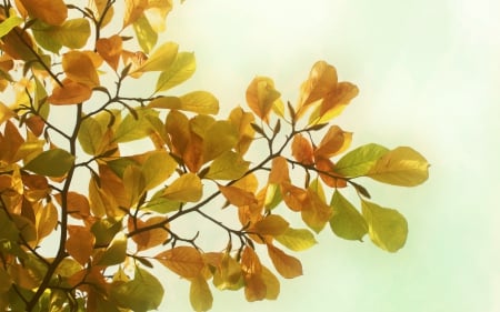 Yellow leaves - fresh, yellow, good, leaves