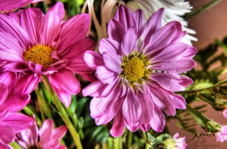 pink flowers - good, nature, flowers, pink