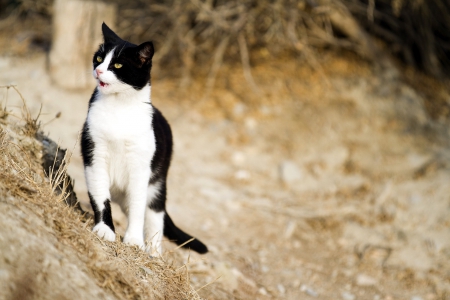 Cat - sleepy, cute, beautiful, cat, sleeping, kitty, cats, hat, cat face, paws, face, animals, pretty, beauty, sweet, kitten, lovely