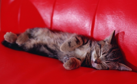 Cat - sleepy, cute, beautiful, cat, sleeping, kitty, cats, hat, cat face, paws, face, animals, pretty, beauty, sweet, kitten, lovely