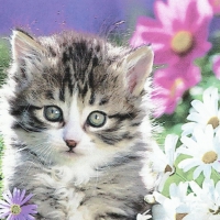 A tabby kitten sitting a yellow crate