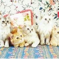 Four kittens