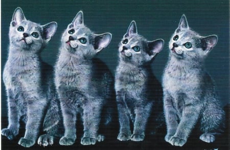 Four cats - paws, cute, gray, cats