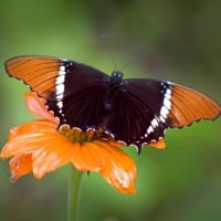 ORANGE AND BLACK BUTTERFLY