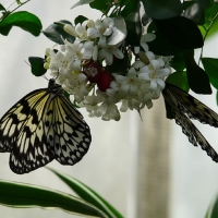 WHITE BUTTERFLY