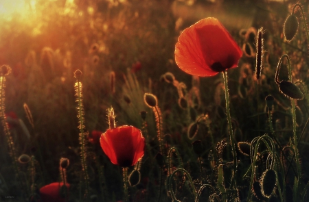 Field of Poppies - blooms, red, sunset, sun