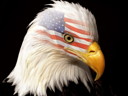 American Eagle - raptor, white, head, flag