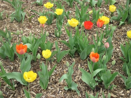 Colorful Tulips - Flowers, yellow, green, photography, Tulips, orange