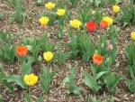 Colorful Tulips