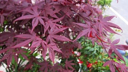 Maple leaves - leaves, tree, mountain, maple