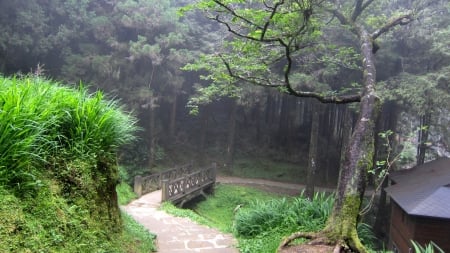 Little bridge in the forest - nature, forest, little bridge, hiking