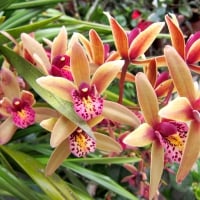 Pretty orchids