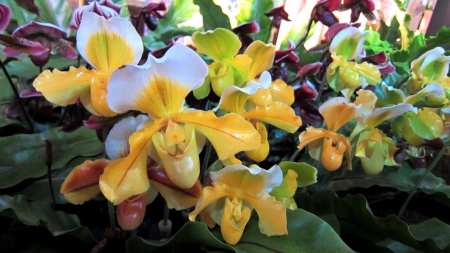 Lovely orchids - lovely, flower, yellow, orchids