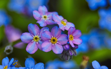 Indecisive Forget-me-nots - flowers, Forget-me-nots, blue, Indecisive, pink