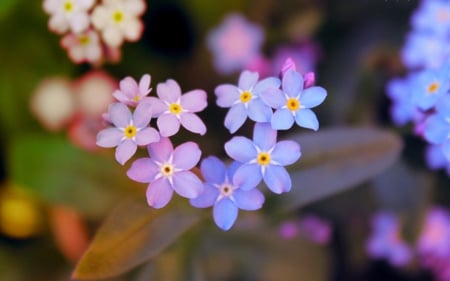 ♥ - heart, blue, forget me not, love, flower, pink