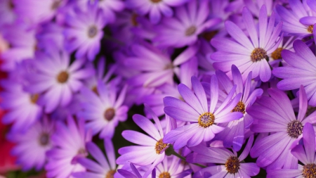 Purple Dasies - nature, purple, daisies, flower