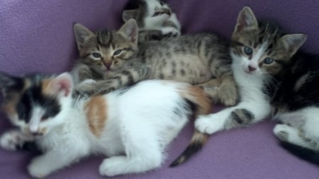 four brothers - kedi, brothers, cat, cats