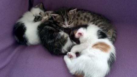 four brothers were sleeping - kedi, sleeping, cat, cats