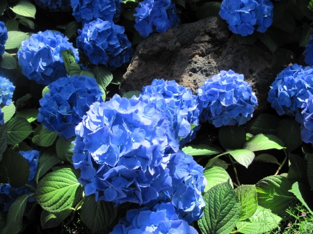 Earth laughs in Flowers 30 - photography, blue, hydrangea, green, flowers, garden