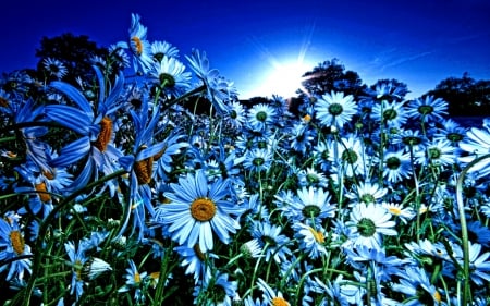 FLOWER FIELD - white, rays, sun, flowers, field, spring