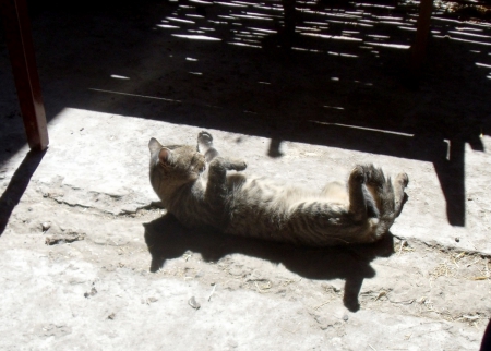 Basking In The Sun - sunshine, basking, relaxing, cat