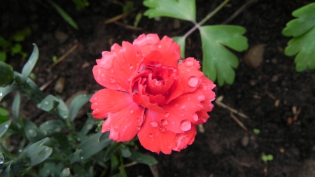 Beautiful Flower with RainDrops - Rose, Red, raindrops, nature, rain, flower