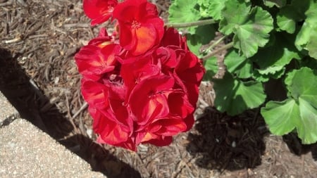 Red Flowers - flowers, roses, red, red roses, Red Flowers