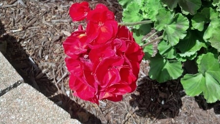 Summer Roses - summer flowers, Summer Roses, summer, red roses, red flowers