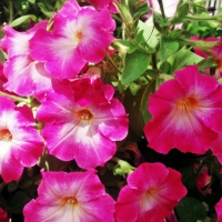 Pretty Pink Flowers