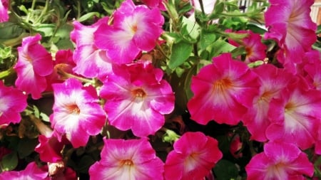 Pretty Pink Flowers - pretty flowers, summer flowers, purple flowers, pink flowers, pretty purple flowers, pretty pink flowers