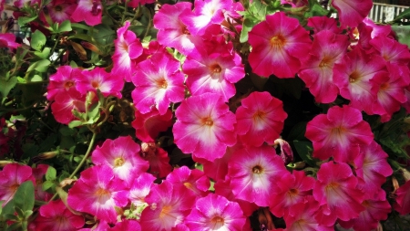 Pretty Pink Flowers - pink roses, pink, pretty purple flowers, pink flowers, pretty pink flowers