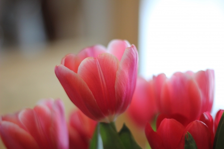 ๑♥๑ Blooming In The Spring Light ๑♥๑ - forever, beautiful, spring, love, pink, blooming, flowers, fresh, tulips, nature