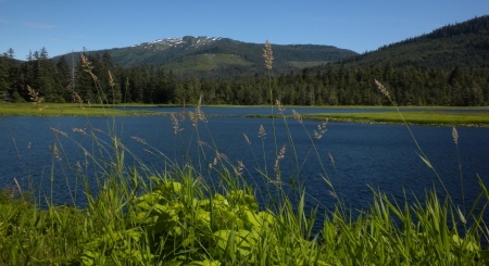 Looking Through the Weeds in Alaska - trees, water, blue, alaska, forest, mountain, nature, green, lake, sky