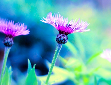 pretty - nature, purple, flowers, beautiful